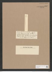 Synedra phillppinarum [sic] Castr. (de-Toni-Nr.: Genus 66, Species 2626) Zeichnungen Sammlung Grunow Nr. 5357 (NHMW-BOT-W0373767)